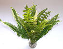 Augalas plastikinis Fern No.1, 40cm